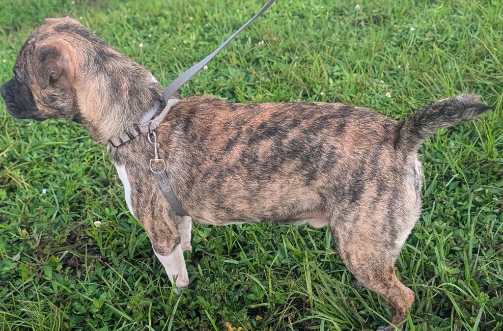 Enlarge Chako-8mo old Puppy!, a Adoptable mixed breed in Fort Myers, FL image 4/4