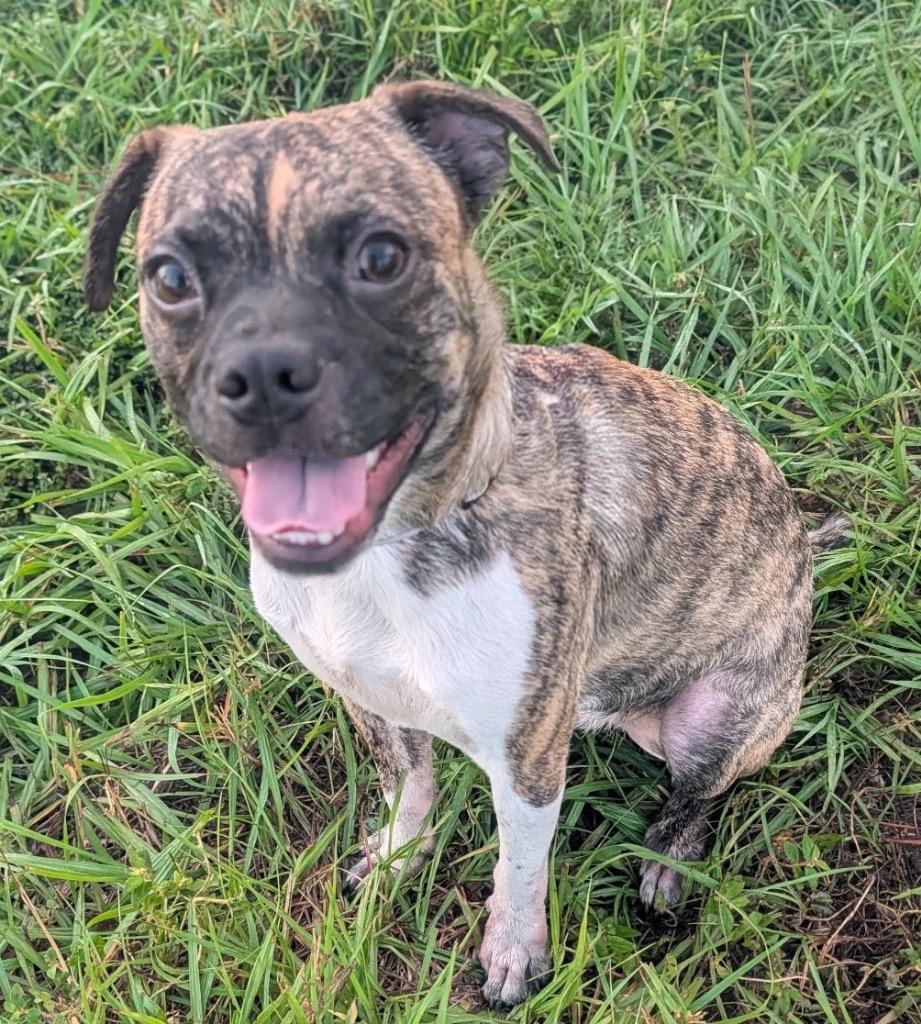 Enlarge Chako-8mo old Puppy!, a Adoptable mixed breed in Fort Myers, FL image 1/4