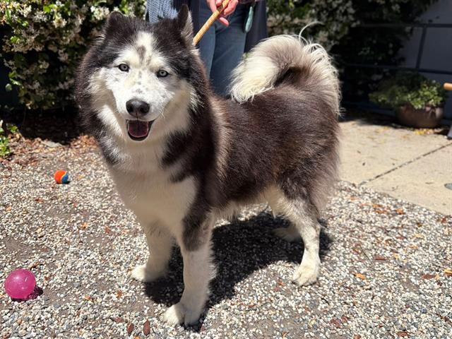 LARS, Adoptable, Adult Male Siberian Husky.