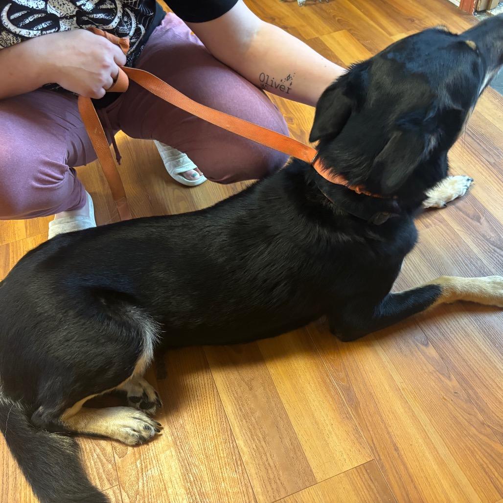 Ms.Electric, Adoptable, Adult Female Shepherd & Mixed Breed.