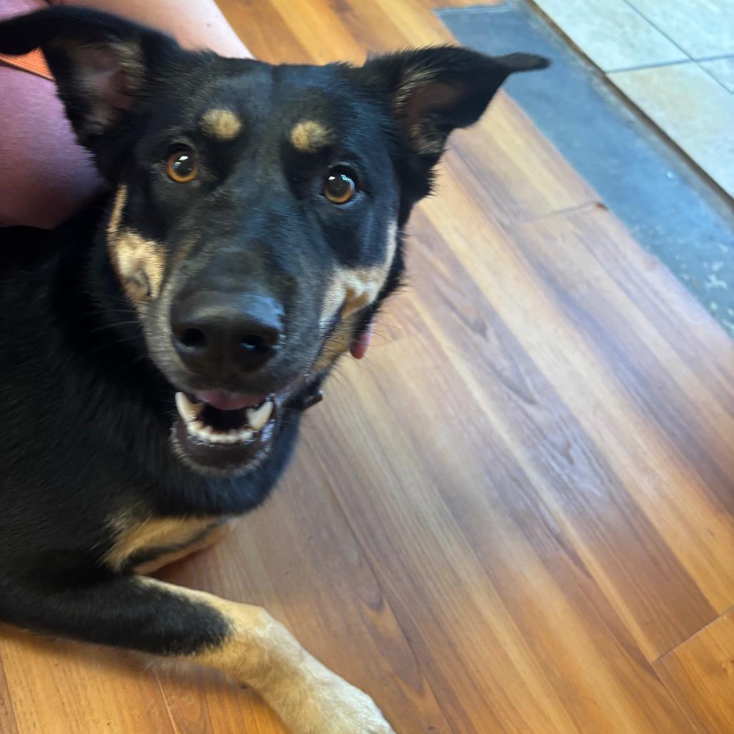 Enlarge Ms.Electric, a Adoptable mixed breed in Corbin, KY image 2/3
