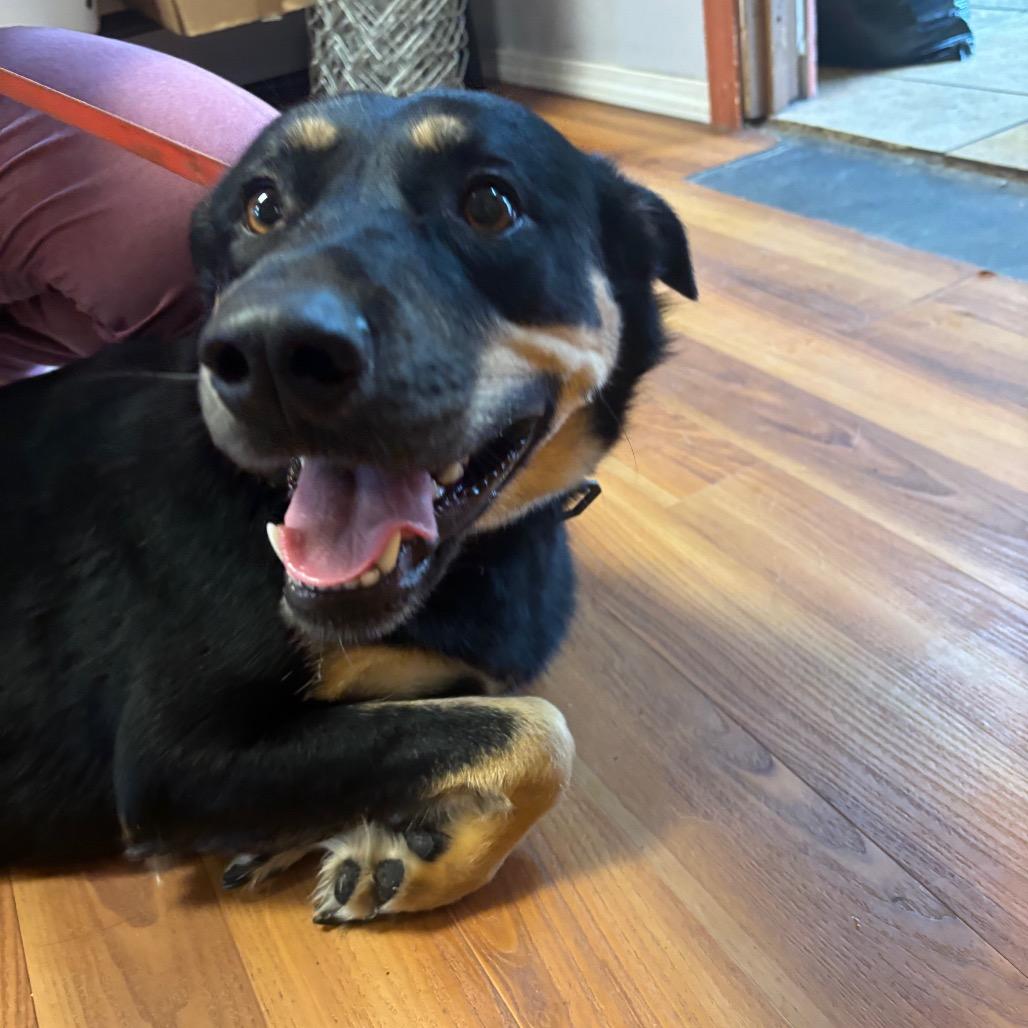 Enlarge Ms.Electric, a Adoptable mixed breed in Corbin, KY image 3/3