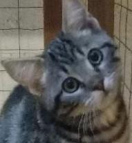 Esther, Adopted, Kitten Female Domestic Short Hair.