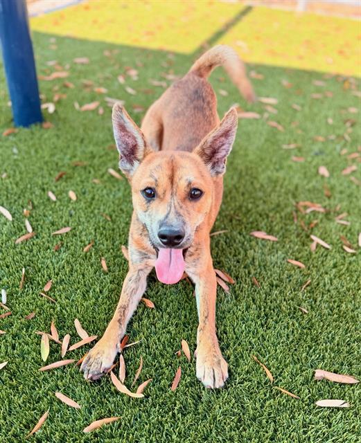 Enlarge SPUNKY, a Adoptable mixed breed in Baytown, TX image 1/1