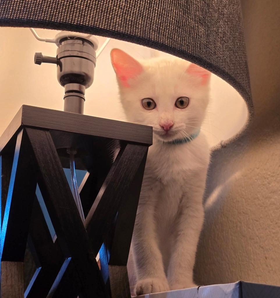 Mozzarella, Adoptable, Kitten Male Domestic Short Hair.