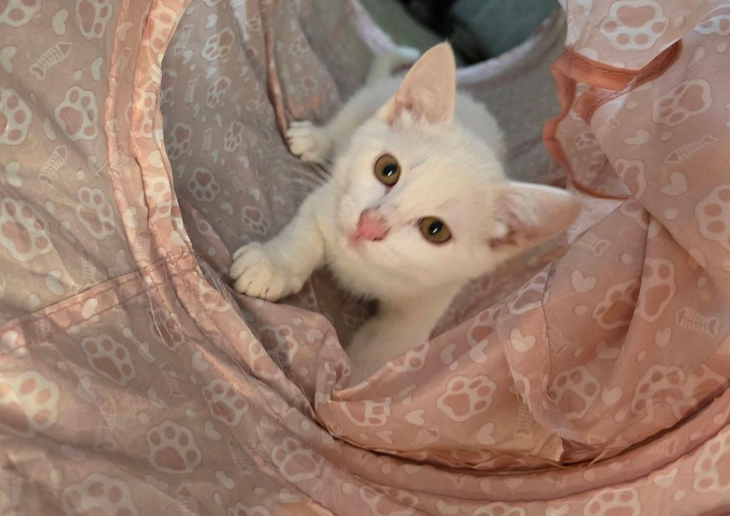 Enlarge Mozzarella, a Adoptable mixed breed in Miami, OK image 3/5
