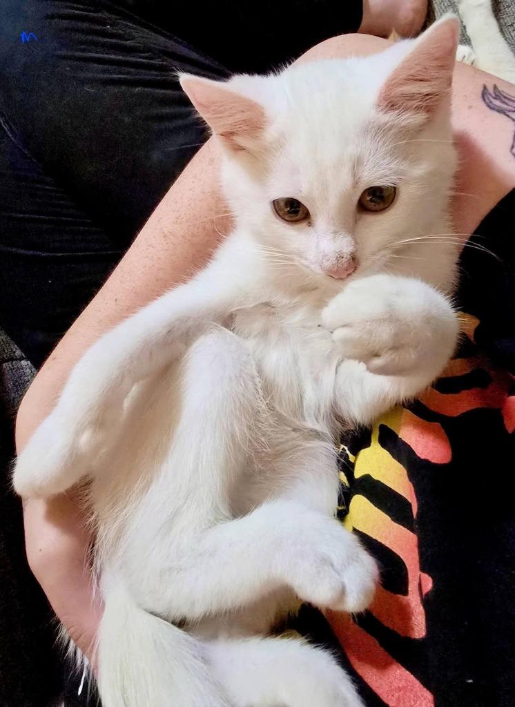 Enlarge Mozzarella, a Adoptable mixed breed in Miami, OK image 4/5
