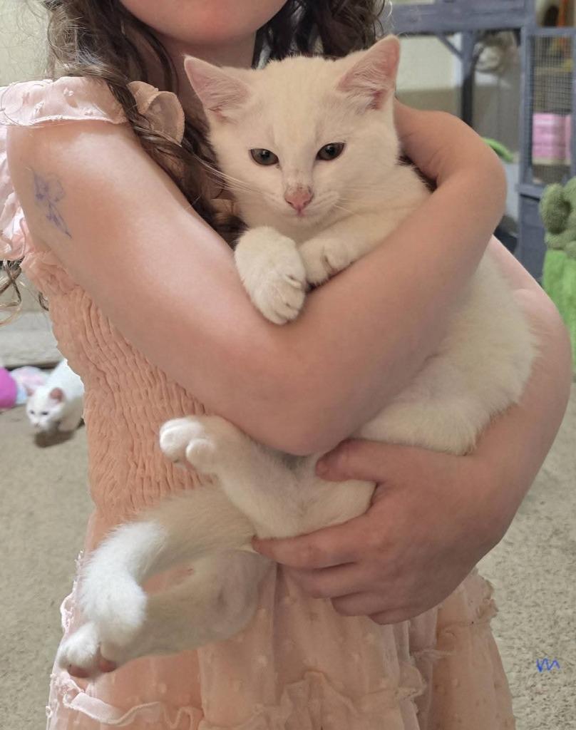 Enlarge Mozzarella, a Adoptable mixed breed in Miami, OK image 5/5