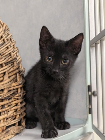 Enlarge Monica, a Adoptable Domestic Short Hair in Buchanan Dam, TX image 1/1