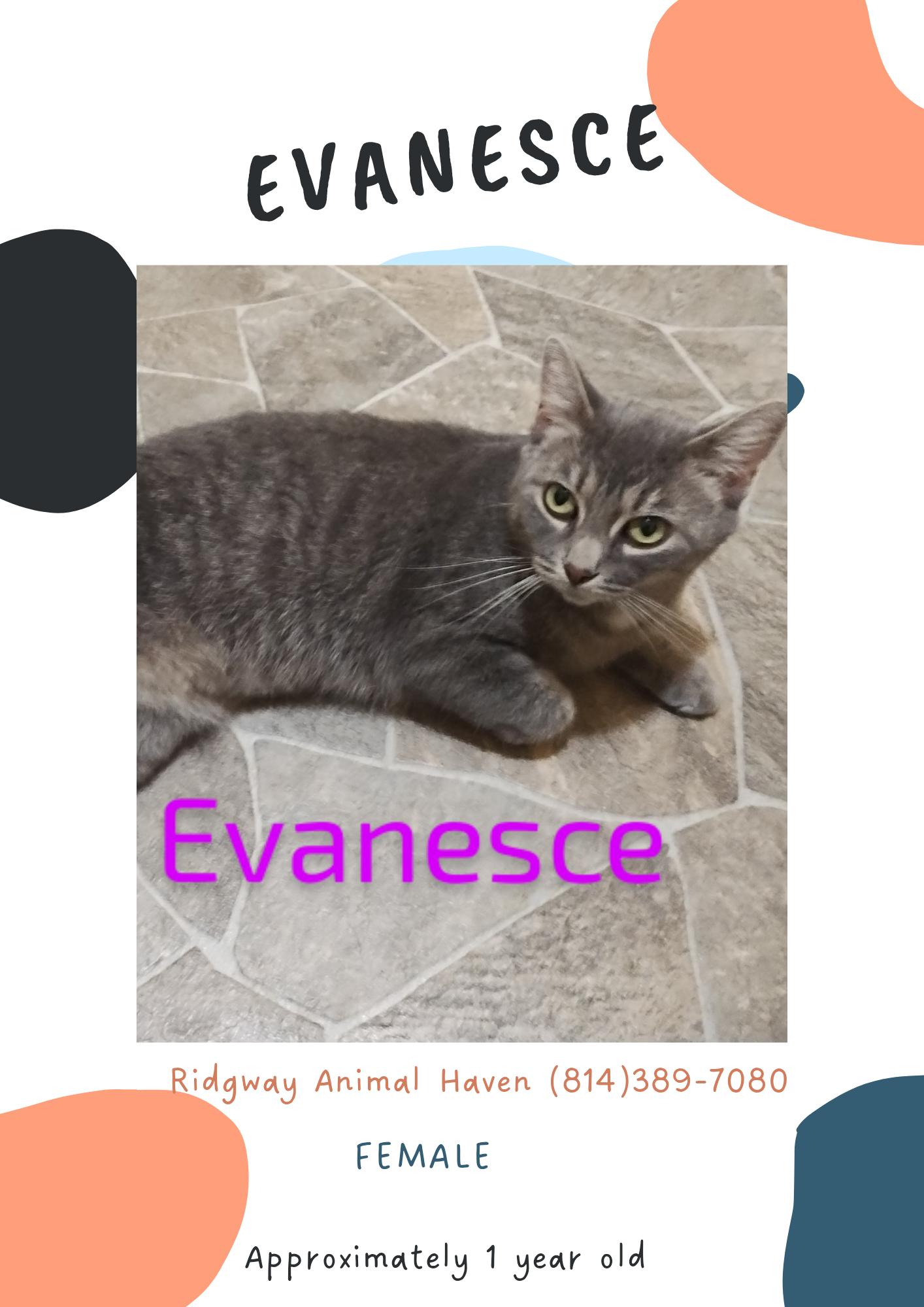 Enlarge Evanesce, a Adoptable American Shorthair in Ridgway, PA image 1/1