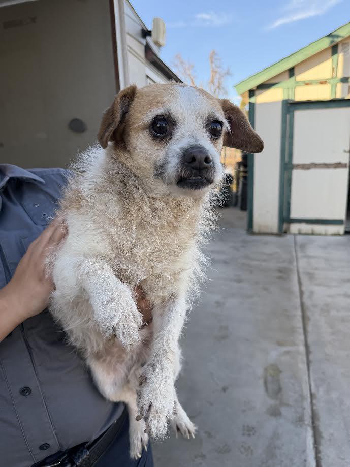 Enlarge Scout, an adopted Parson Russell Terrier in Oakdale, CA image 1/1