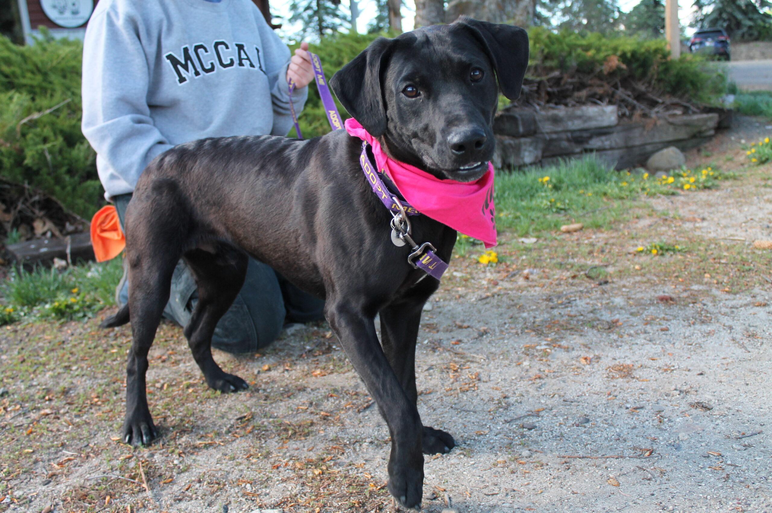 Kevin, an adopted mixed breed in McCall, ID image 3/3