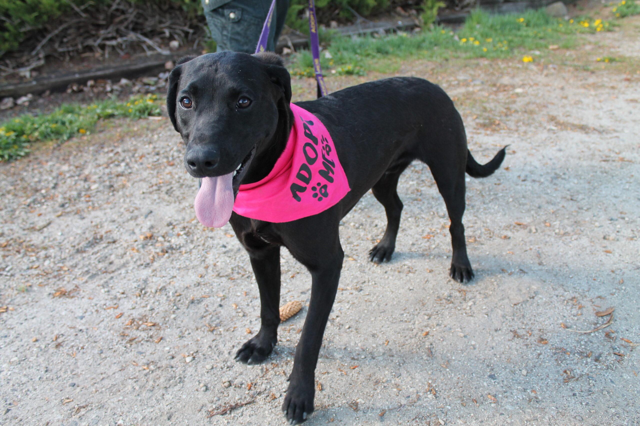 Kevin, adopted, Young Male Mixed Breed.