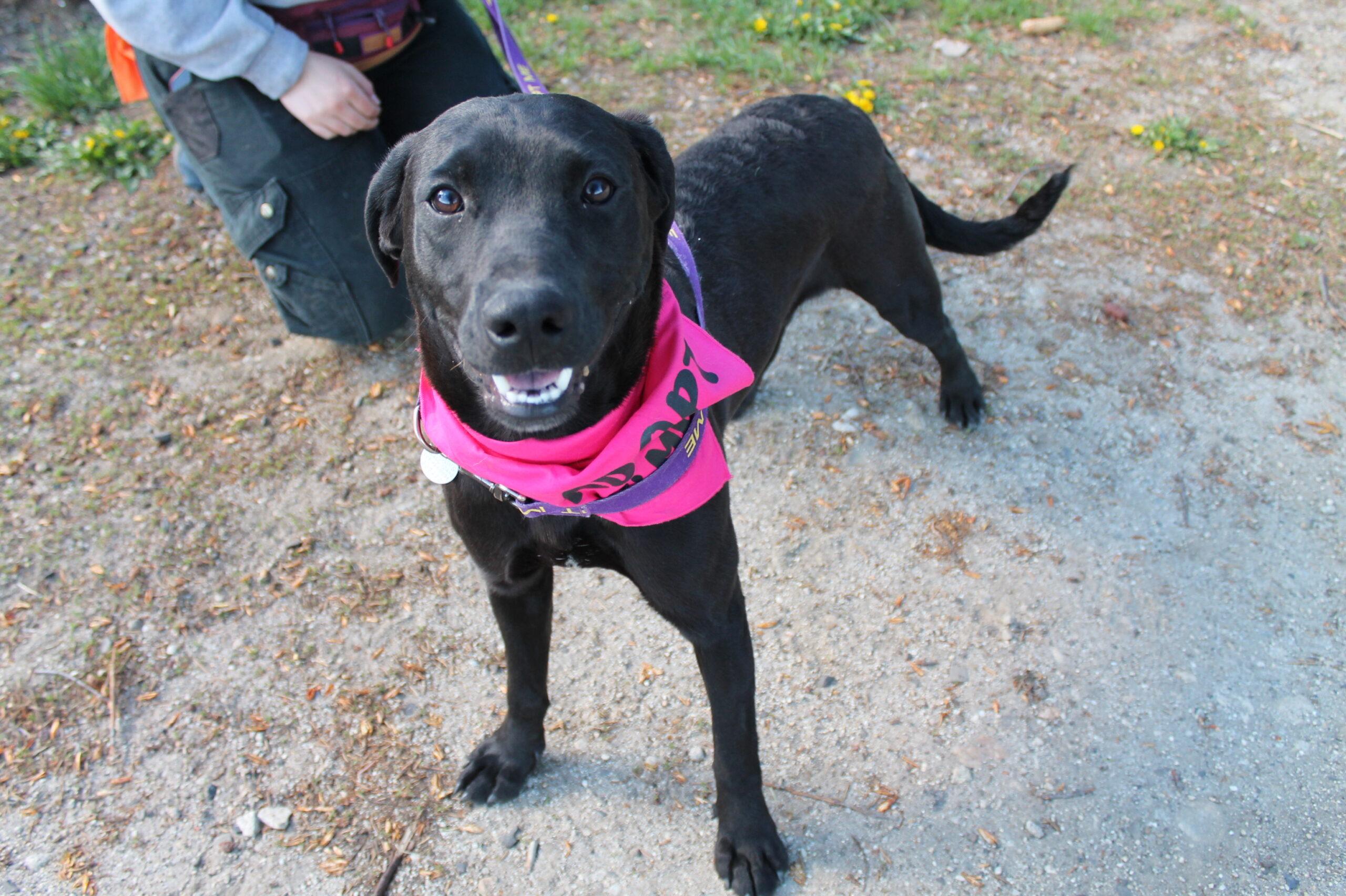 Kevin, an adopted mixed breed in McCall, ID image 2/3