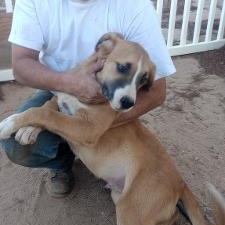 Deputy Cletus Hogg, a Adoptable mixed breed in Apple Valley, CA image 4/5