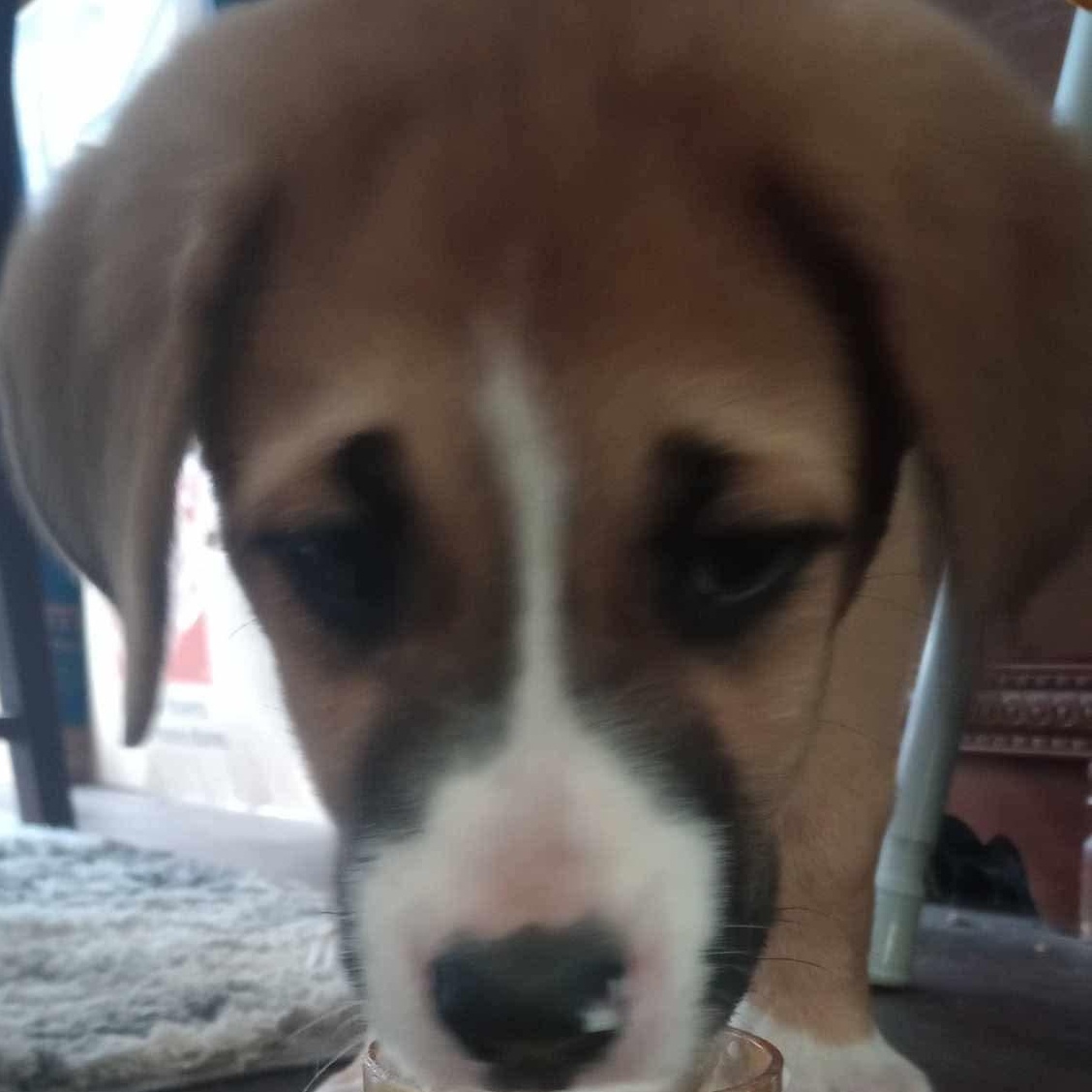 Deputy Cletus Hogg, a Adoptable mixed breed in Apple Valley, CA image 2/5