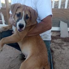 Deputy Cletus Hogg, a Adoptable mixed breed in Apple Valley, CA image 1/5