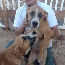 Deputy Cletus Hogg, a Adoptable mixed breed in Apple Valley, CA image 3/5