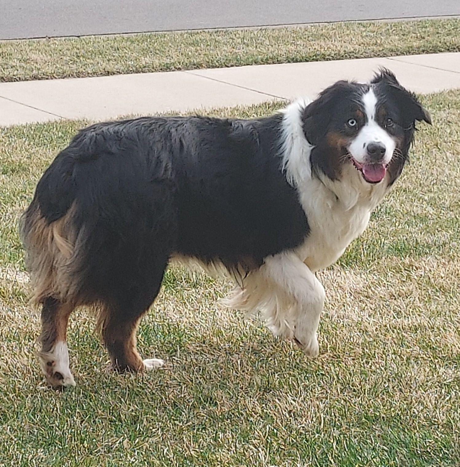 Enlarge Anna, a ADOPTABLE Australian Shepherd in Elk River, MN image 1/1