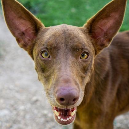 Dobbie, Adoptable, Adult Female Mixed Breed.
