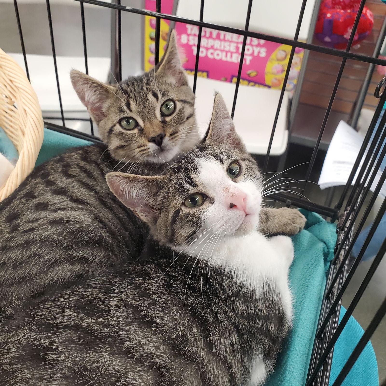 Piper, a Adopted Domestic Short Hair in Los Alamitos, CA image 1/3