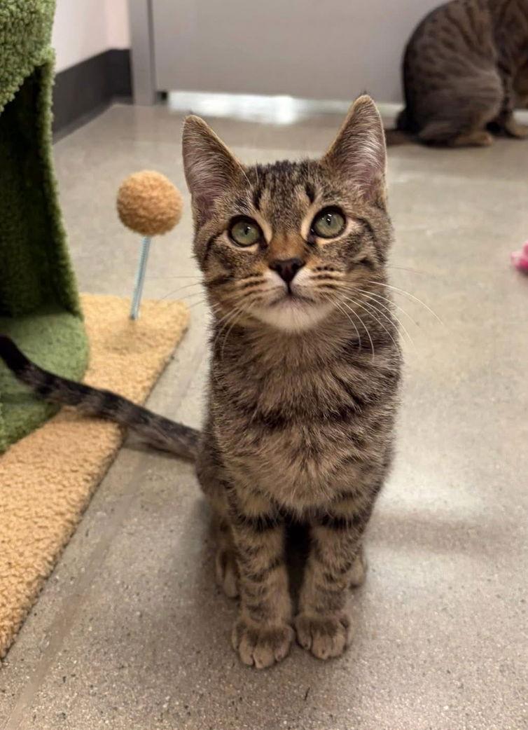 Piper, a Adopted Domestic Short Hair in Los Alamitos, CA image 2/3