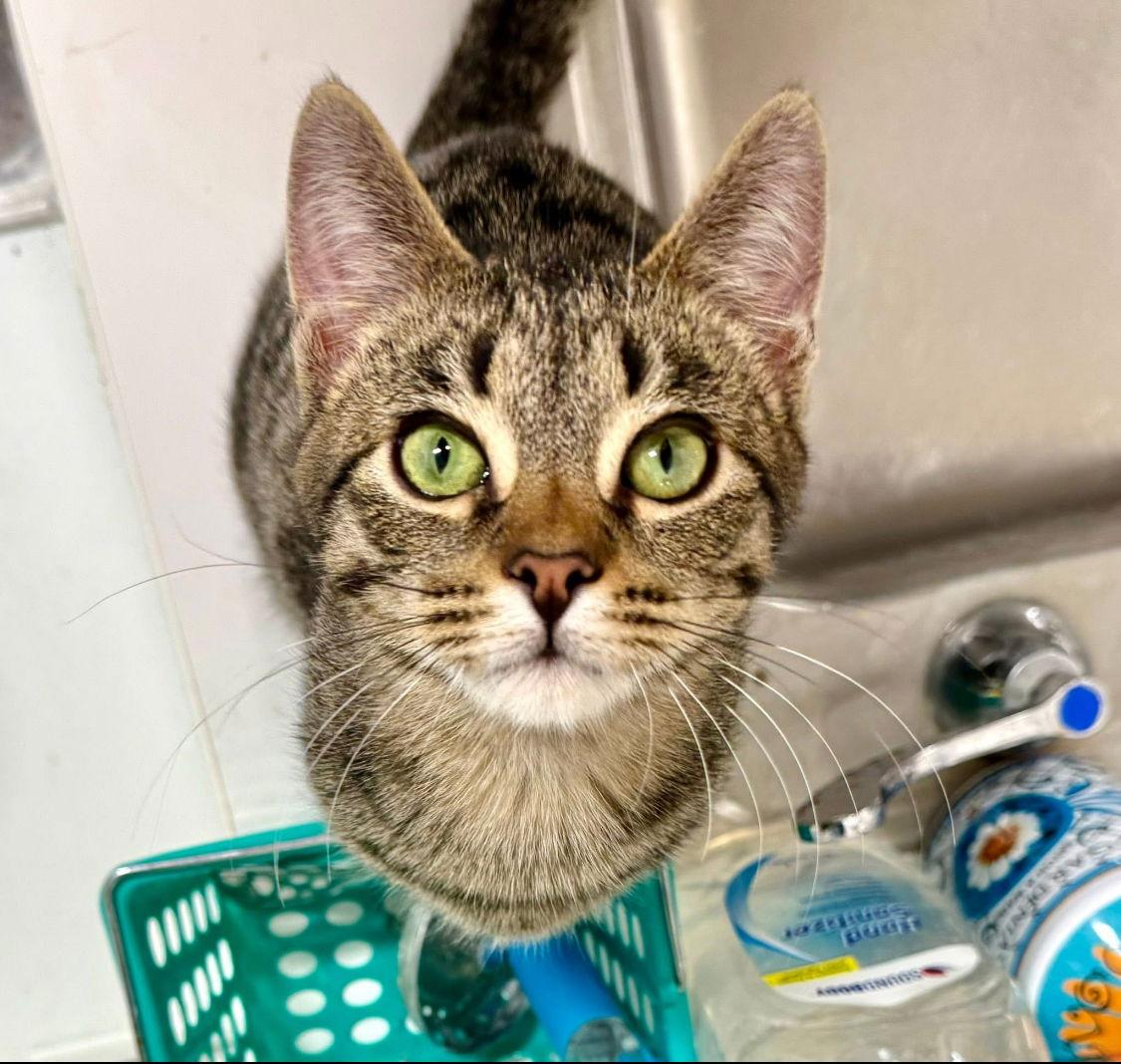 Piper, a Adopted Domestic Short Hair in Los Alamitos, CA image 3/3