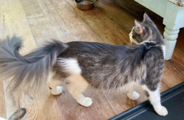 Champagne, Adoptable, Adult Female Domestic Medium Hair.