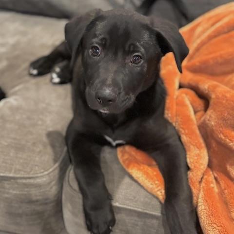 Enlarge Hank the Tank, a ADOPTABLE mixed breed in Prior Lake, MN image 1/6