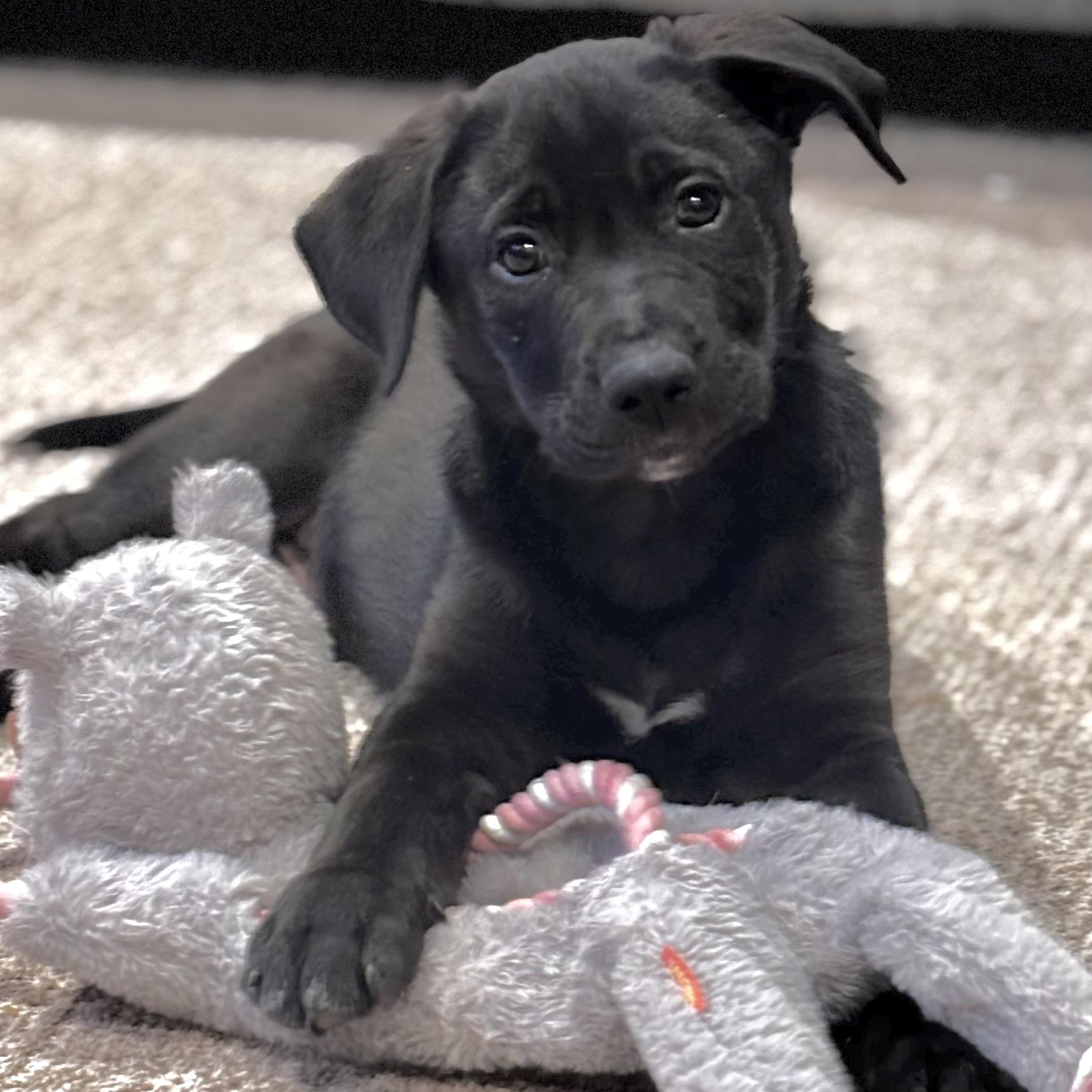 Enlarge Hank the Tank, a ADOPTABLE mixed breed in Prior Lake, MN image 2/6