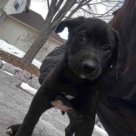 Enlarge Hank the Tank, a ADOPTABLE mixed breed in Prior Lake, MN image 6/6