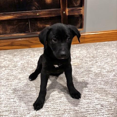 Enlarge Hank the Tank, a ADOPTABLE mixed breed in Prior Lake, MN image 3/6