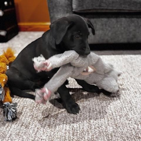 Enlarge Hank the Tank, a ADOPTABLE mixed breed in Prior Lake, MN image 4/6