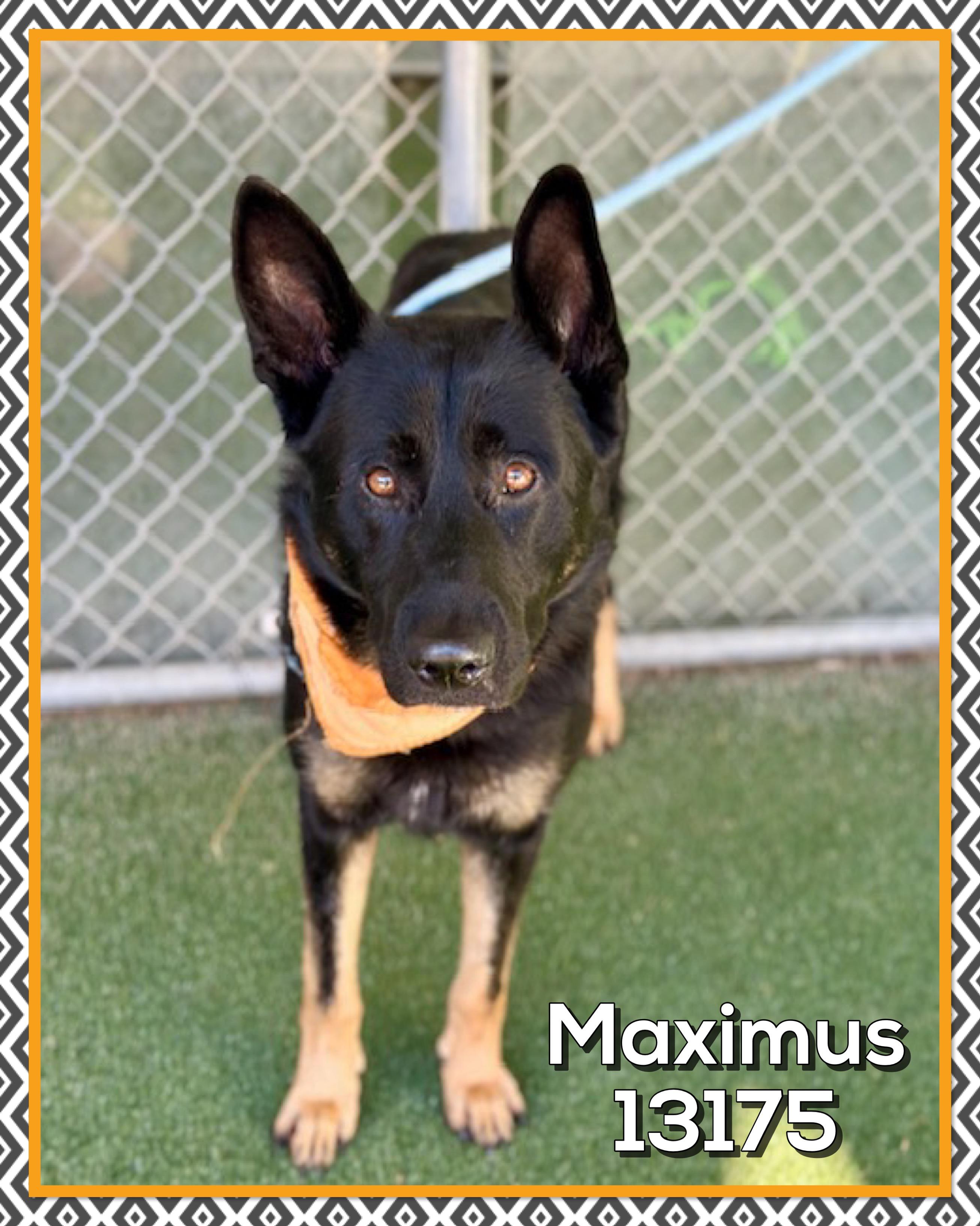 MAXIMUS