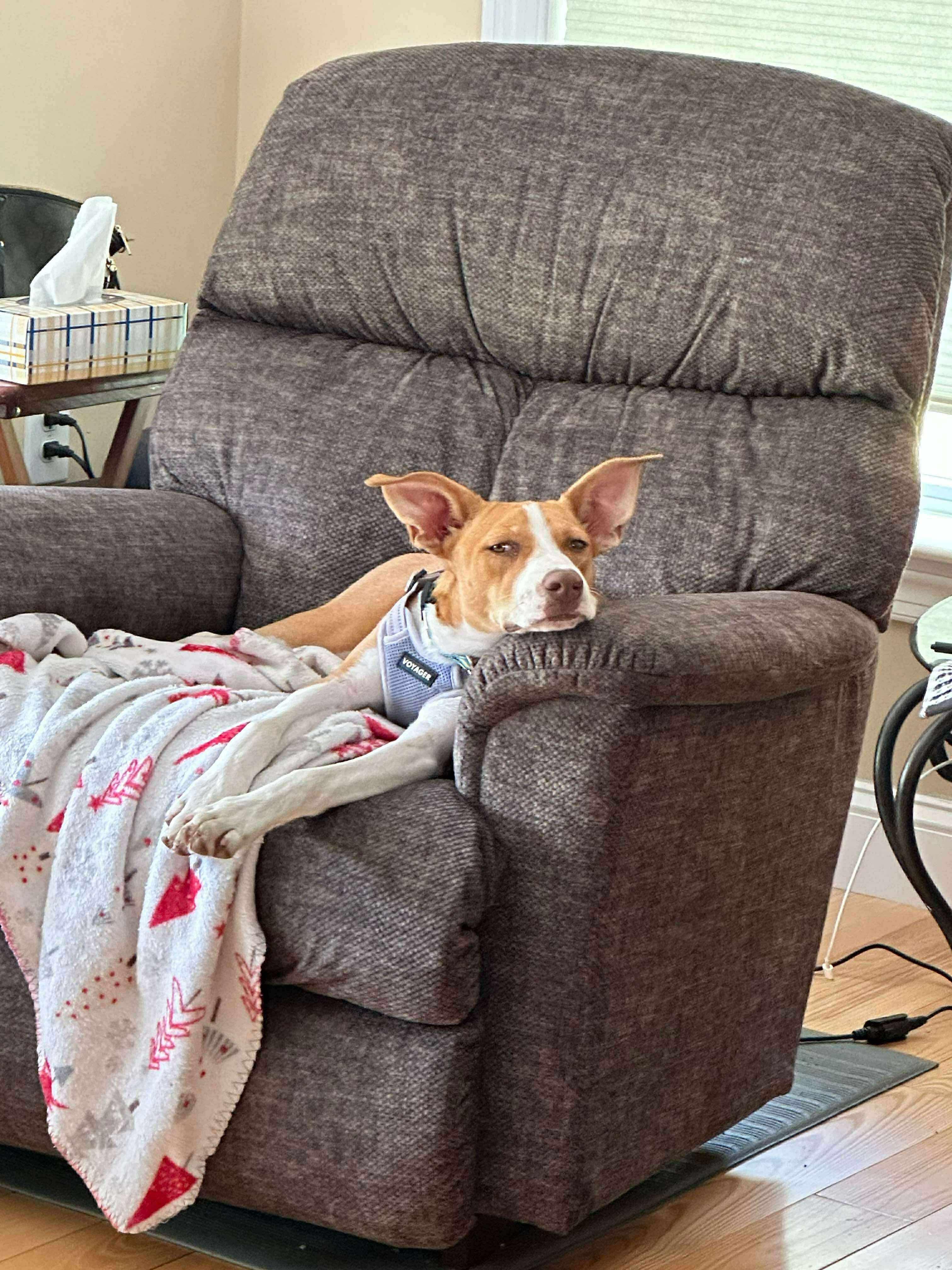 Ginger, a Adoptable mixed breed in Brooks, ME image 1/3