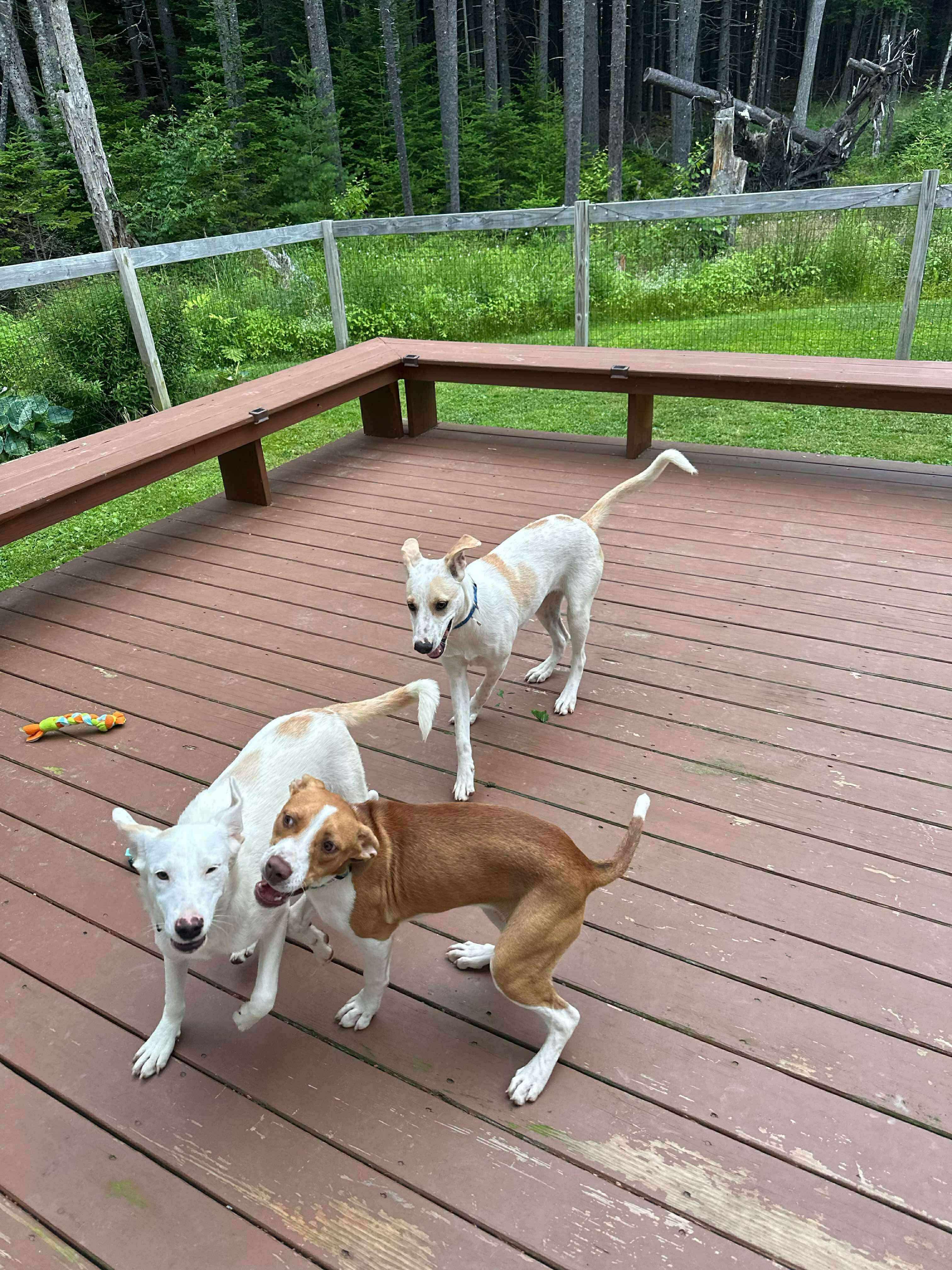 Ginger, a Adoptable mixed breed in Brooks, ME image 2/3