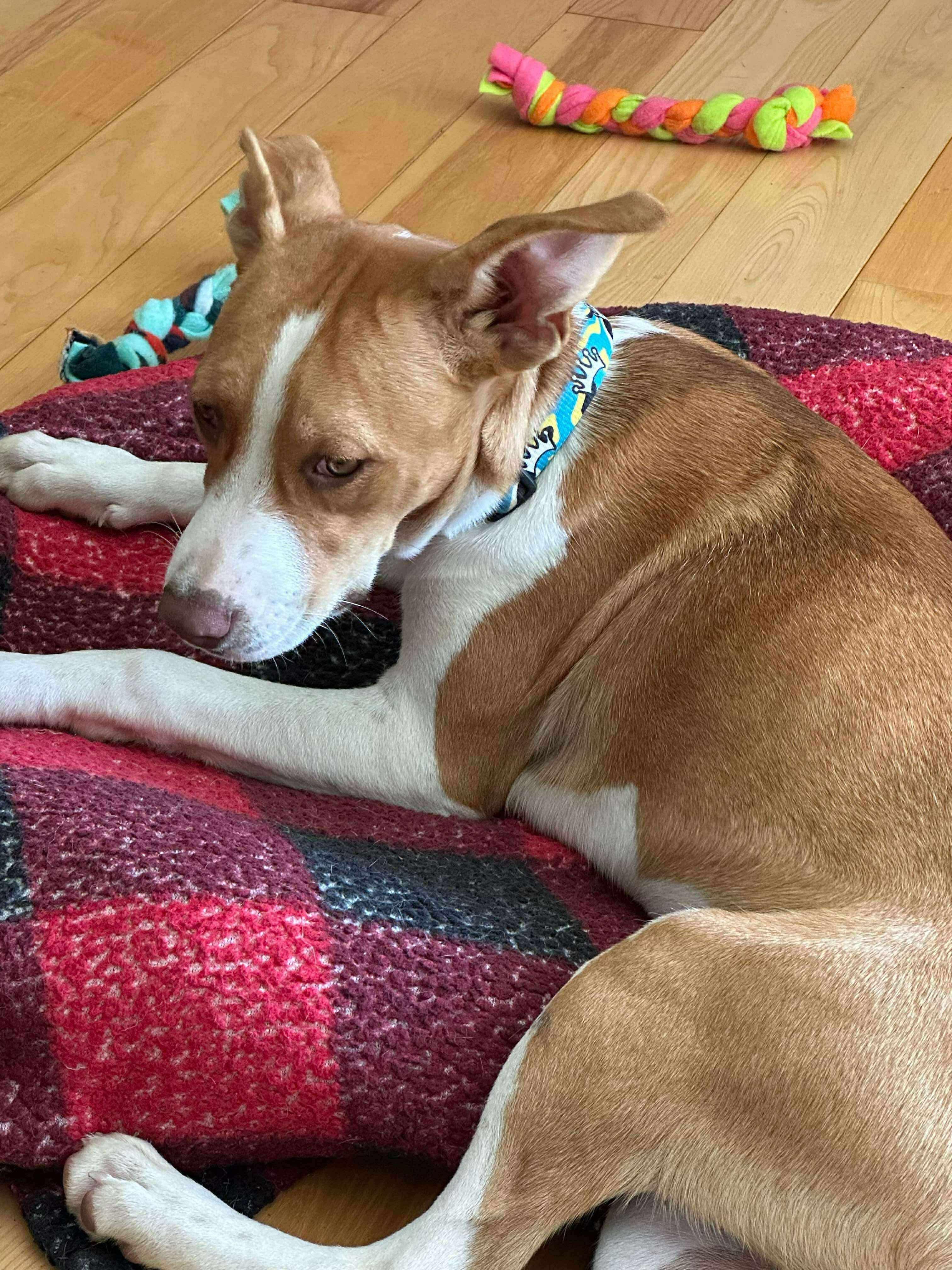 Ginger, a Adoptable mixed breed in Brooks, ME image 3/3