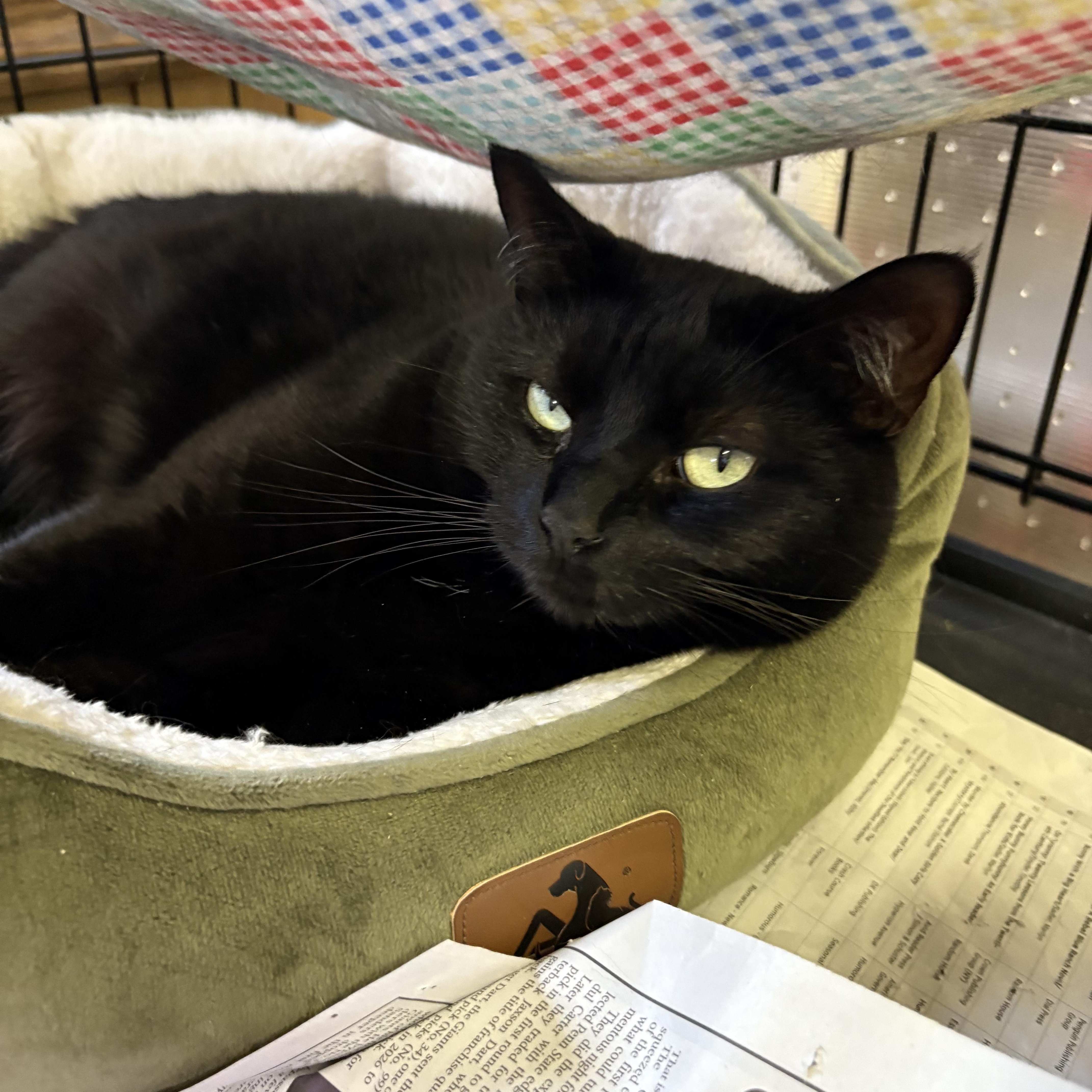 Pip, a Adoptable Domestic Short Hair in Linden, NJ image 3/4