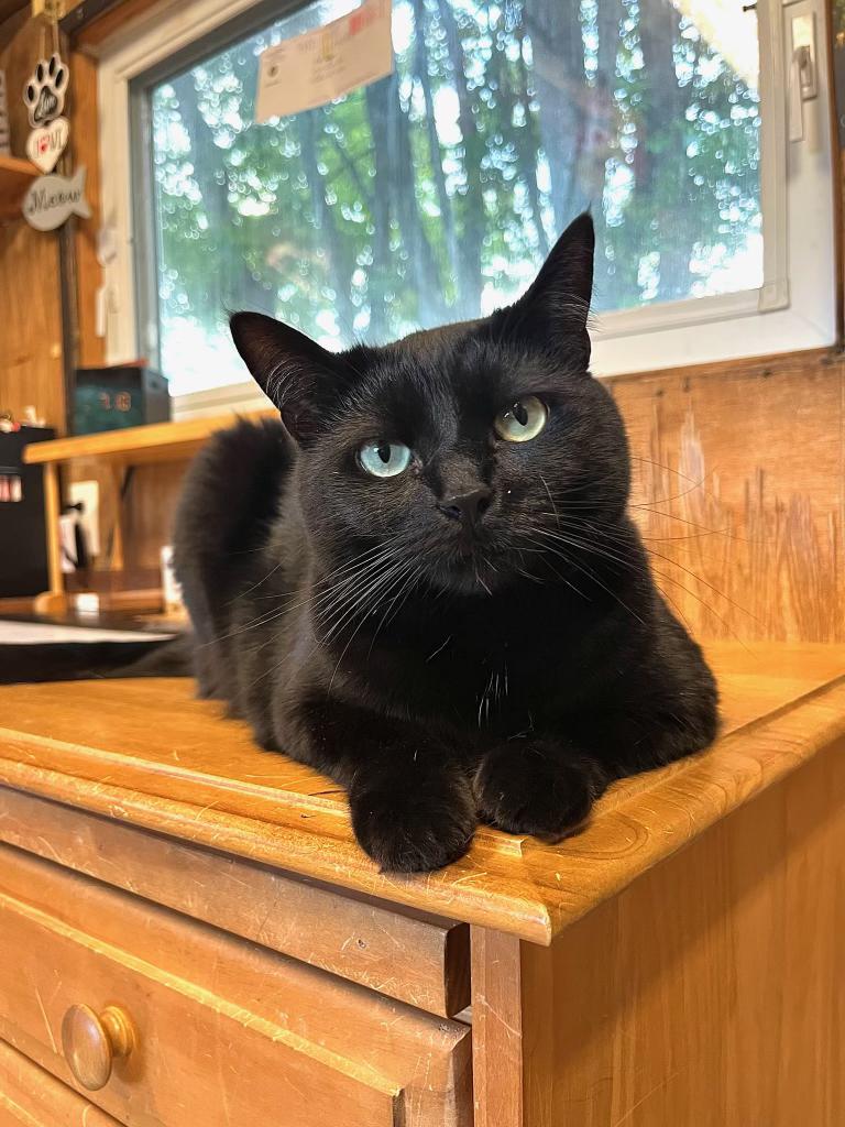 Enlarge Pip, a Adoptable Domestic Short Hair in Linden, NJ image 6/6