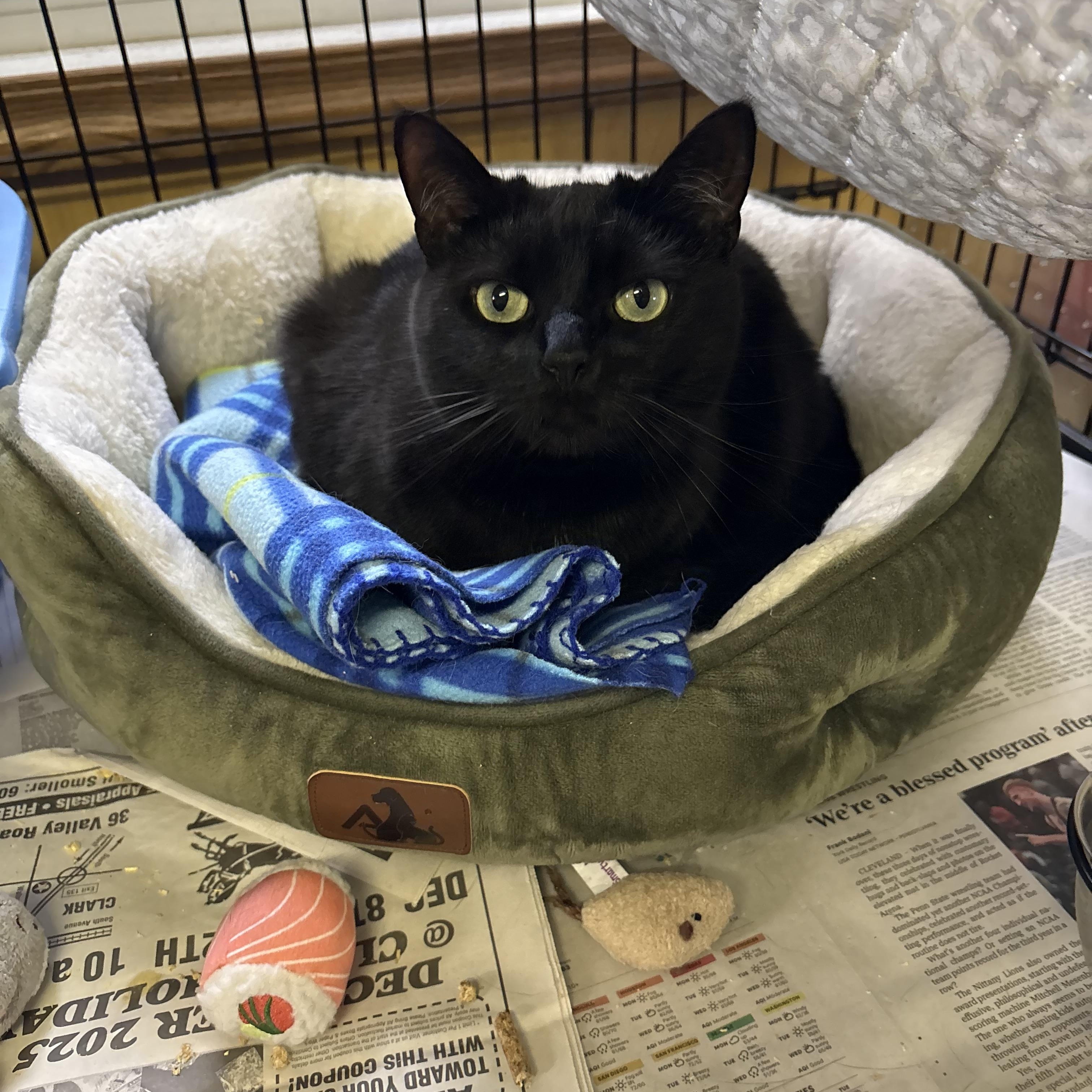 Enlarge Pip, a Adoptable Domestic Short Hair in Linden, NJ image 1/6