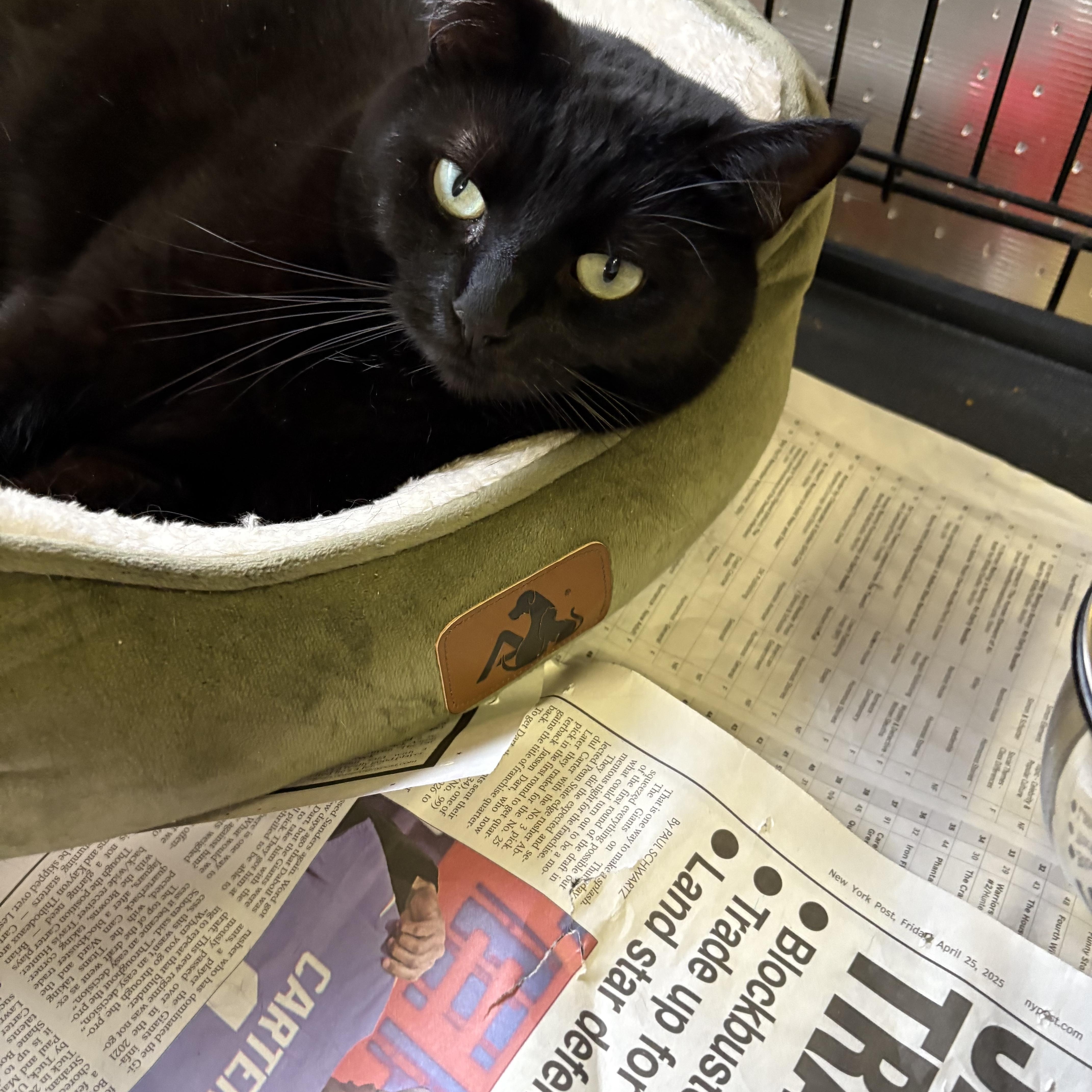 Pip, a Adoptable Domestic Short Hair in Linden, NJ image 4/4