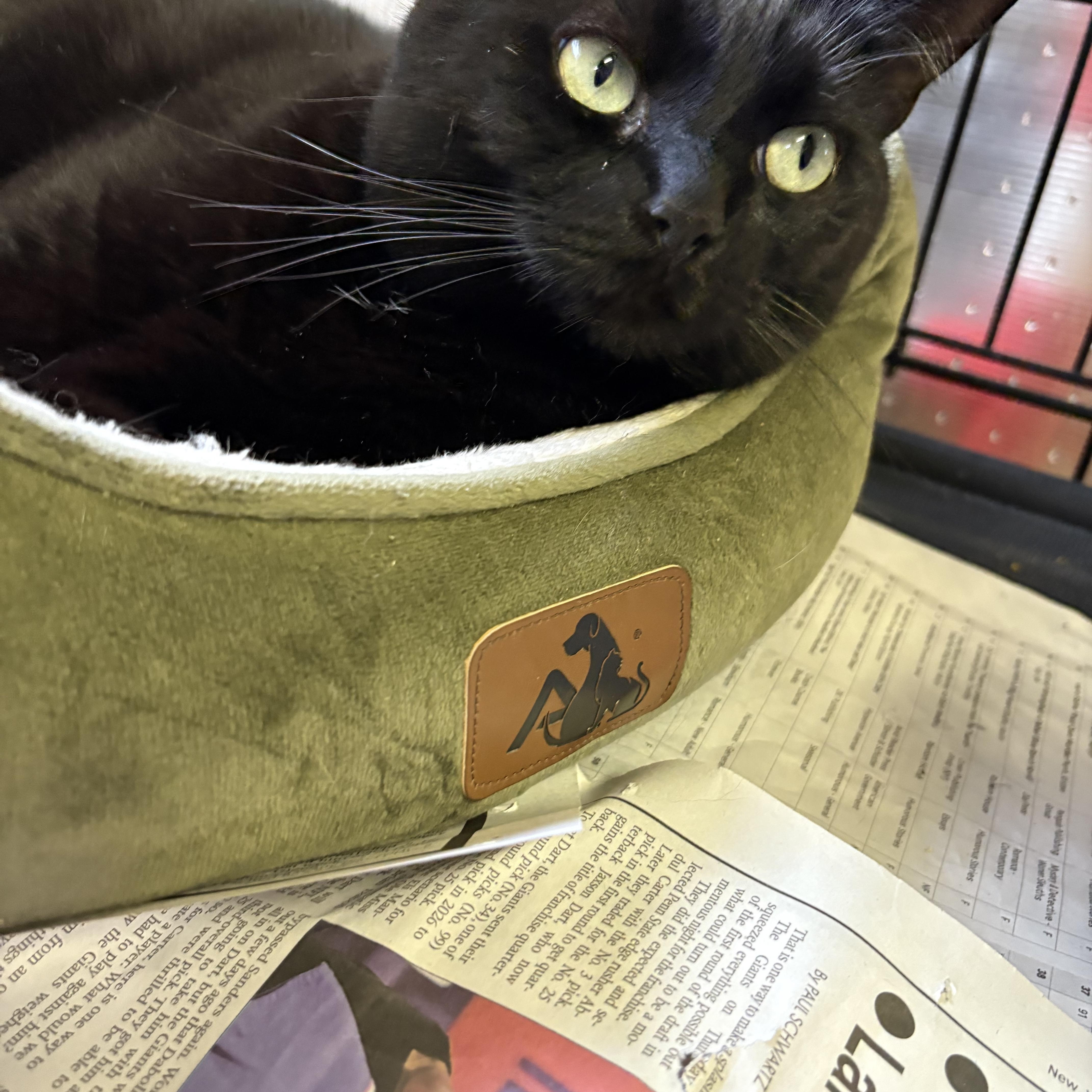 Pip, Adult Female Domestic Short Hair
