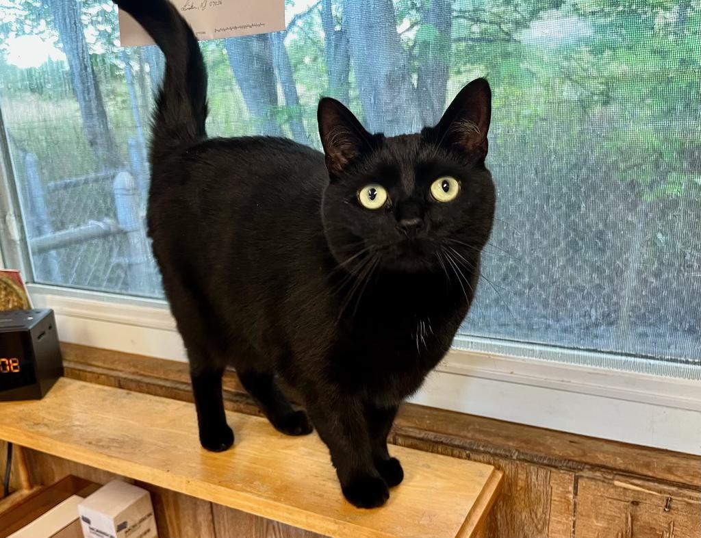 Pip, Adoptable, Adult Female Domestic Short Hair.