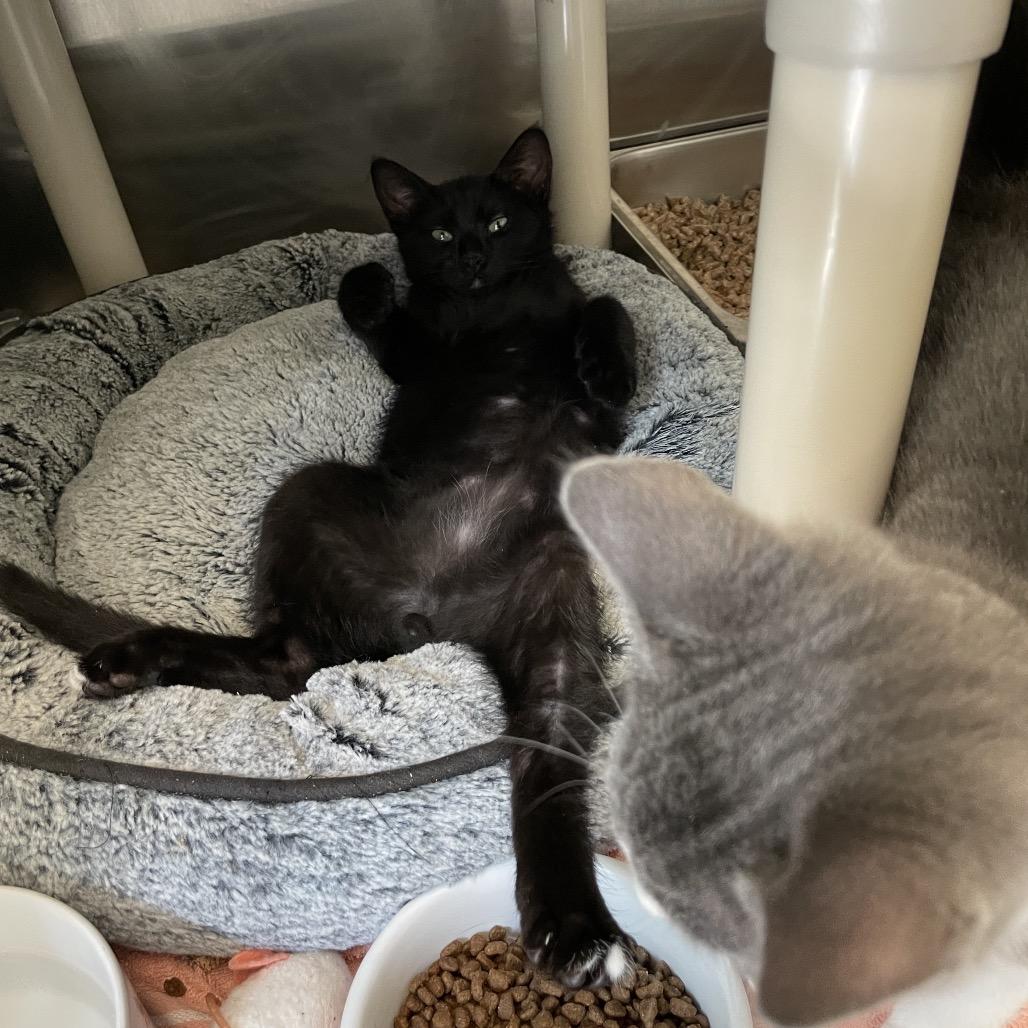 Cerberus, Adoptable, Kitten Male Domestic Short Hair.