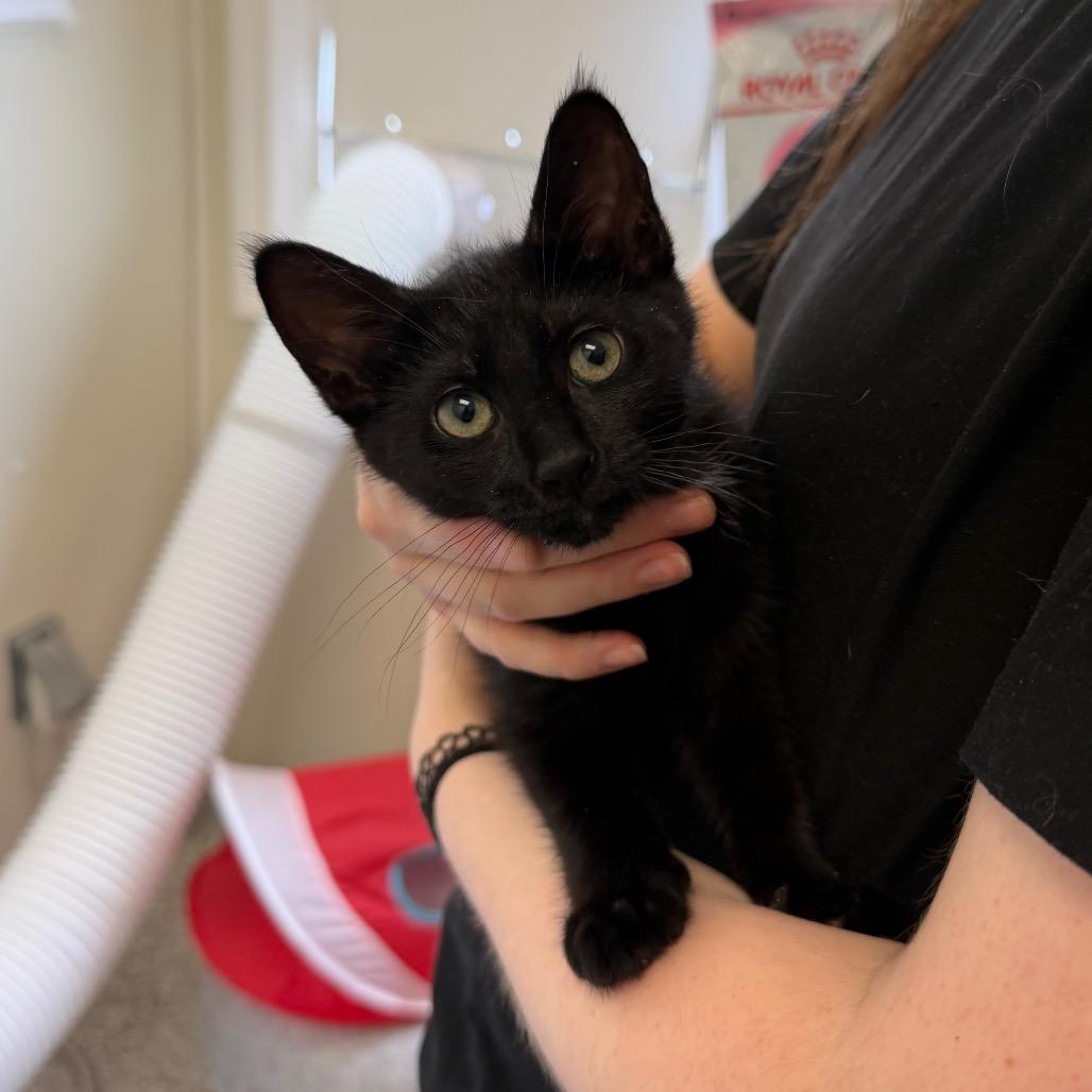 Cerberus, a Adoptable Domestic Short Hair in Enfield, NH image 2/2