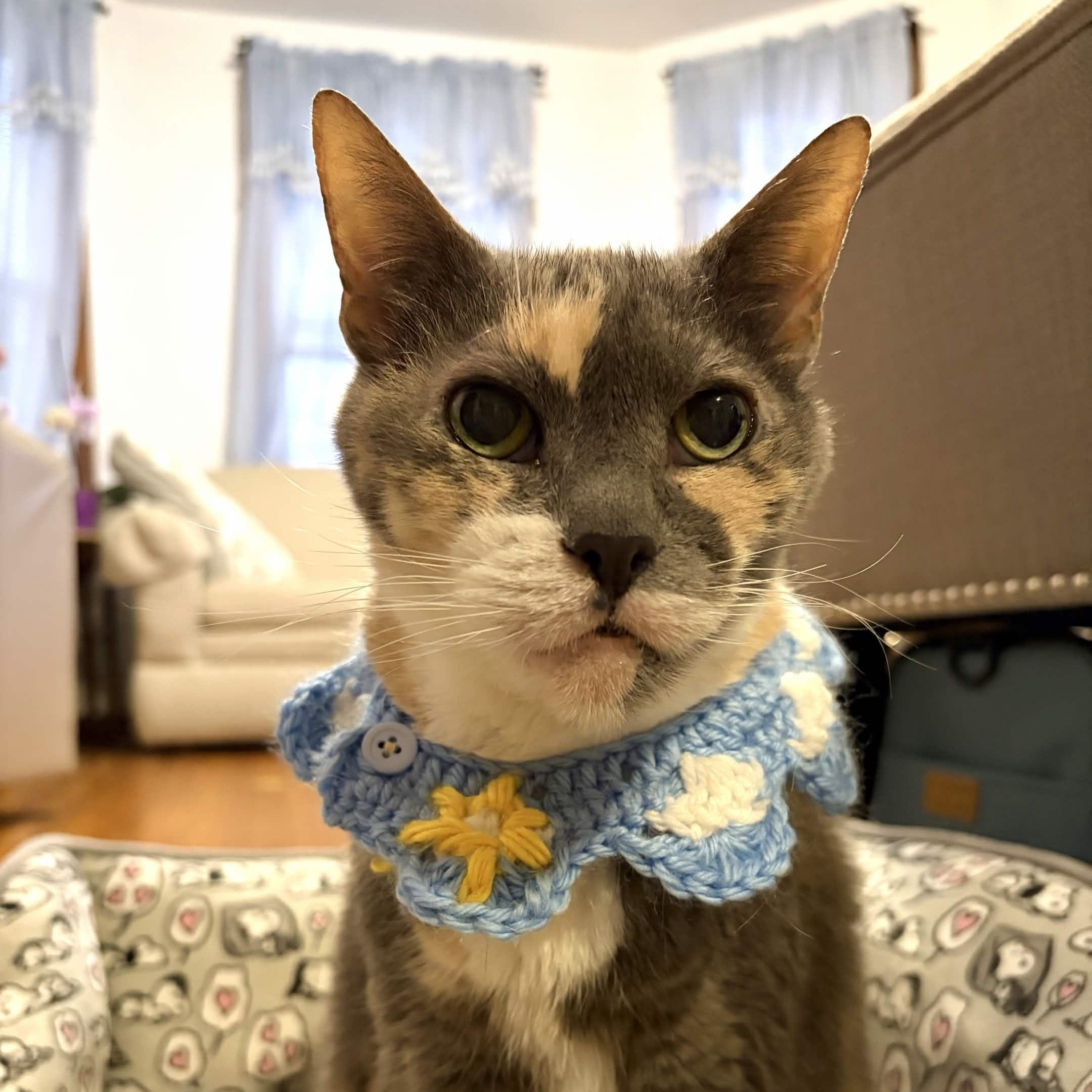 Eddie, a Adoptable Domestic Short Hair in Weehawken, NJ image 1/6