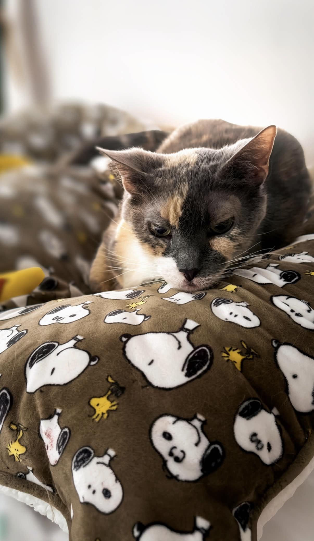 Eddie, a Adoptable Domestic Short Hair in Weehawken, NJ image 6/6