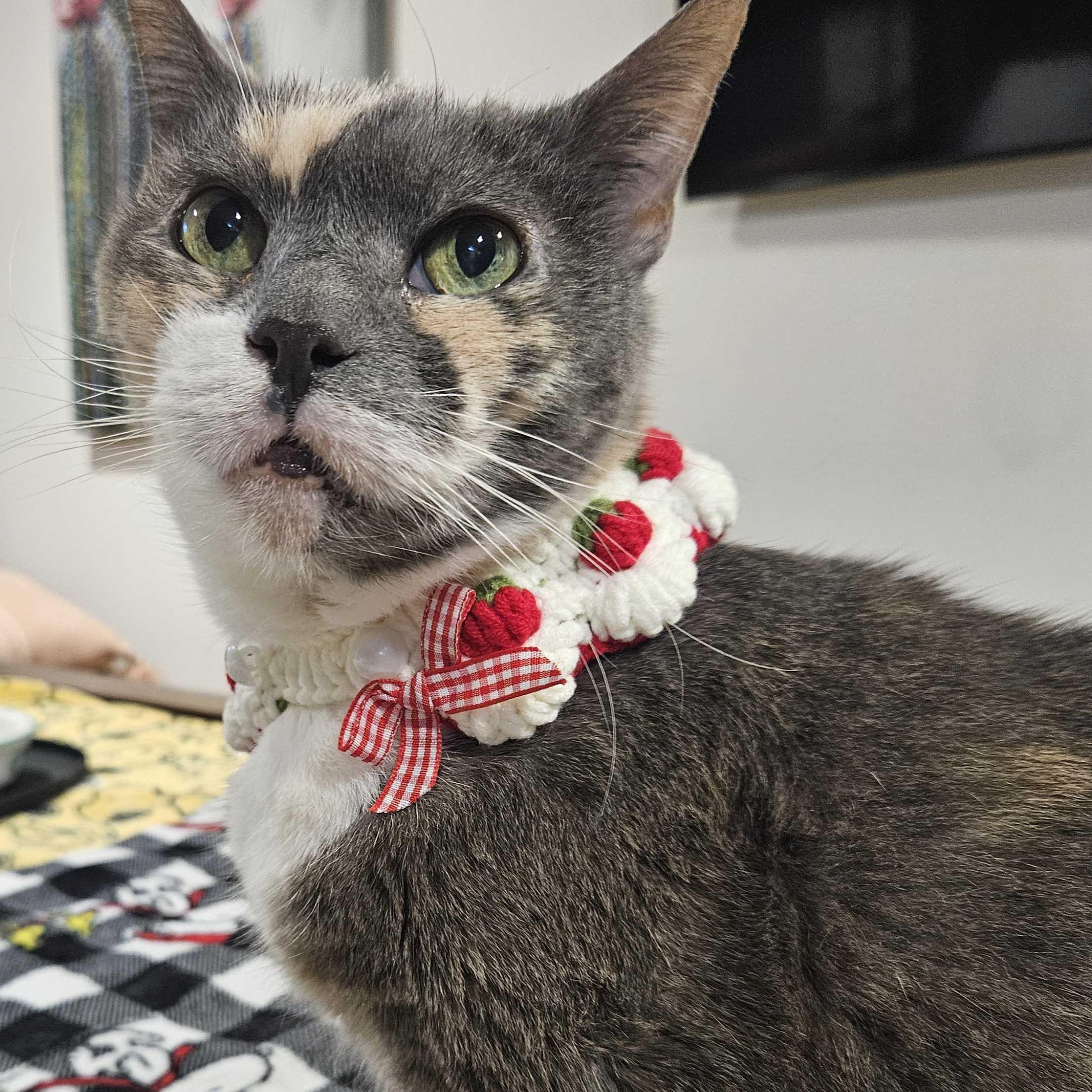 Eddie, a Adoptable Domestic Short Hair in Weehawken, NJ image 2/6