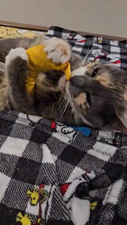 Enlarge Eddie, a Adoptable Domestic Short Hair in Weehawken, NJ video 5/6