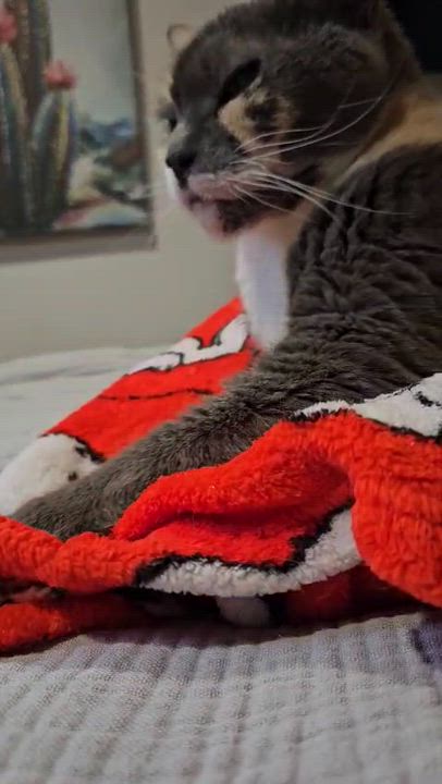 Enlarge Eddie, a Adoptable Domestic Short Hair in Weehawken, NJ video 4/6